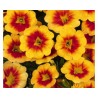 Calibrachoa Hula Gold Medail (Vaso 14 cm)
