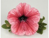 Petunia Surfinia Hot Red (vaso 14 cm)