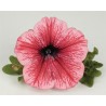 Petunia Surfinia Hot Red (vaso 14 cm)