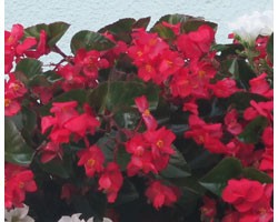 Begonia Gigante Ricadente (vaso 14 cm)