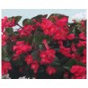 Begonia Gigante Ricadente (vaso 14 cm)