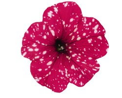 Pianta di Petunia Sparkling Red (vaso 14 cm)