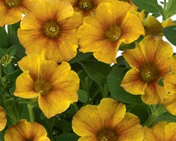 Petunia Interspecifica (Petchoa)  Caramel Yellow(vaso 14 cm)