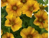 Petunia Interspecifica (Petchoa)  Caramel Yellow(vaso 14 cm)