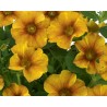 Petunia Interspecifica (Petchoa)  Caramel Yellow(vaso 14 cm)