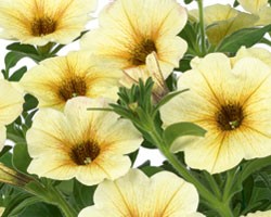 Petunia Interspecifica (Petchoa)  Beautical French Vanilla(vaso 14 cm)