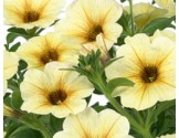 Petunia Interspecifica (Petchoa)  Beautical French Vanilla(vaso 14 cm)
