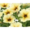 Petunia Interspecifica (Petchoa)  Beautical French Vanilla(vaso 14 cm)