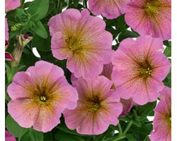 Petunia Interspecifica (Petchoa)  Beautical Sunrise Pink vaso 14 cm)