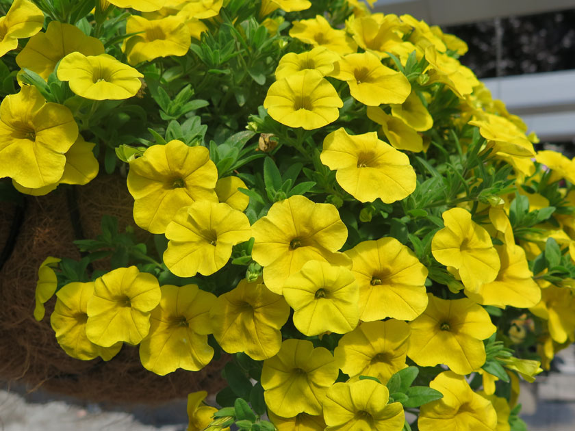 pianta-di-calibrachoa-yellow.jpg