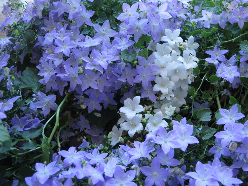pianta-di-campanula-marisa-3-.jpg